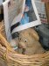 Teddy_im-_Korb_Ferienhaus_Blavand_2004_jpg