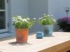 blumenpoette_2005