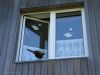 fasanen_fensterln_auf_amrum