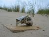 kaninchenschaedel_auf_amrum