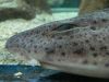 katzenhai_sylter_aquarium_2006