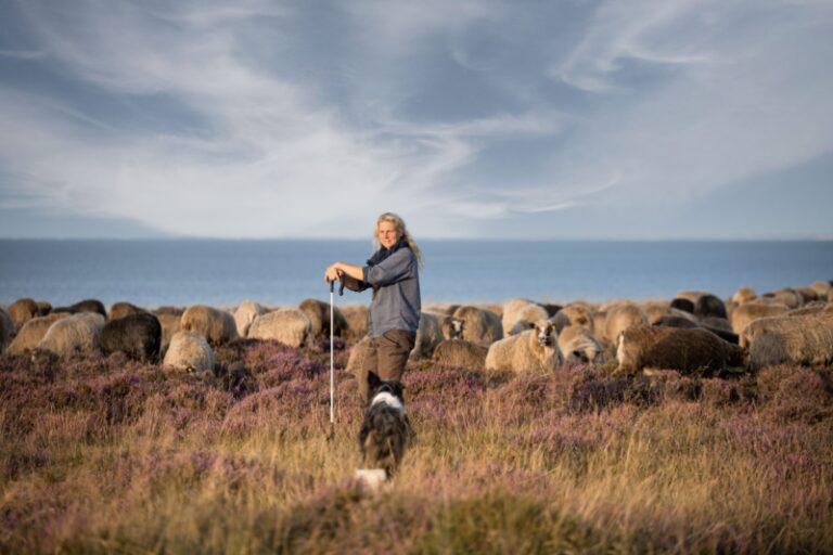 Wanderschäferin Uta Wree zieht wieder mit ihrer Herde über die Insel Sylt