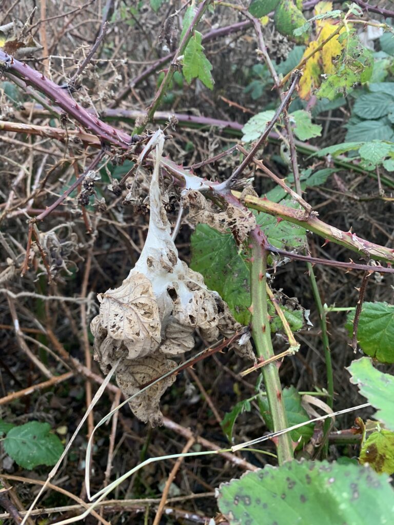 Inselverwaltung Sylt informiert: Gemeinsam für Natur und Gesundheit Wintergespinste des Goldafters entfernen